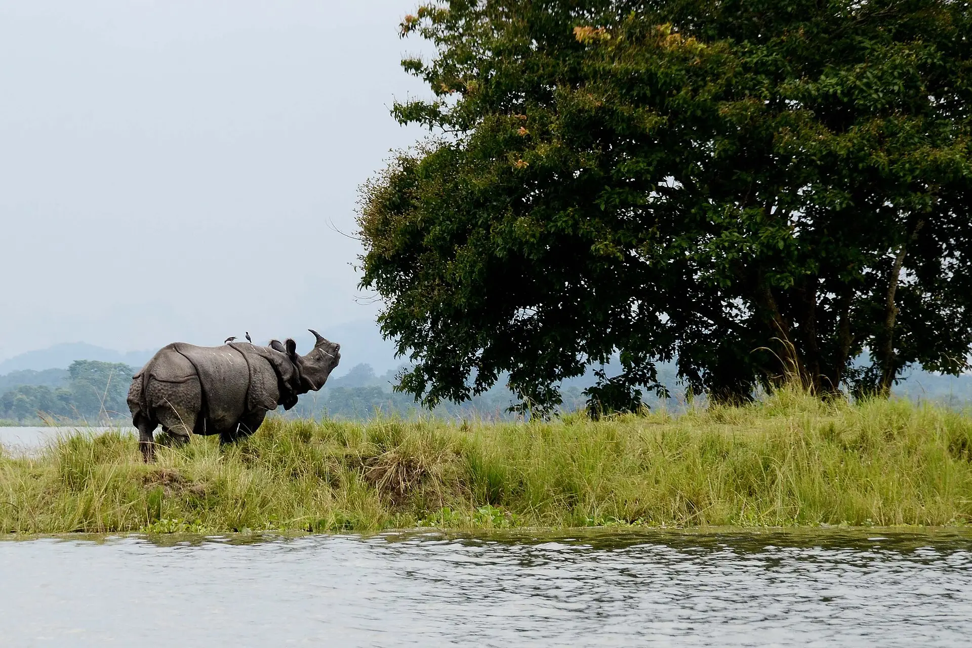 1920px-Beauty_of_Kaziranga_National_Park