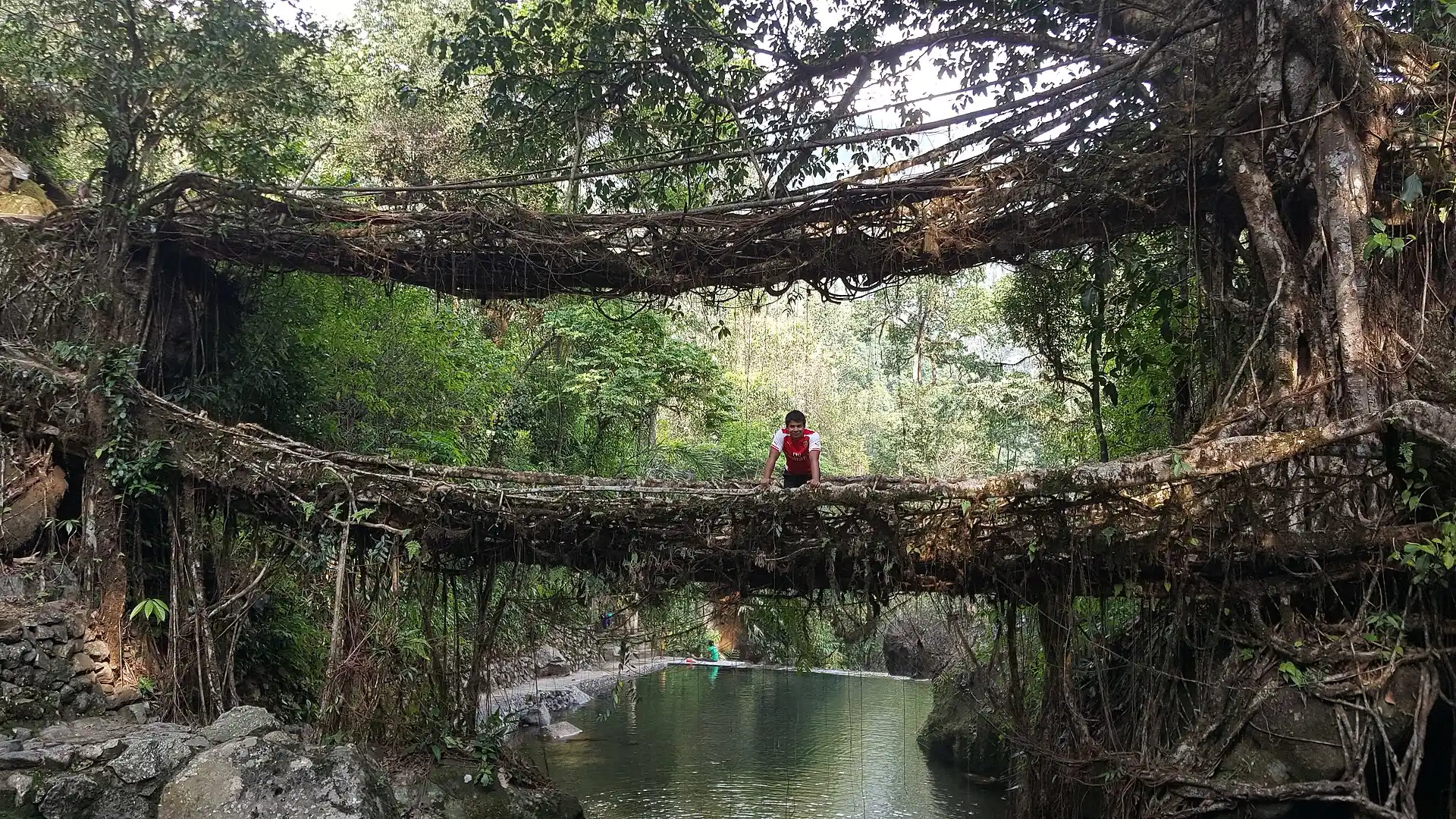 1920px-Double_Decker_Living_Tree_Root_Bridges,_Meghalaya