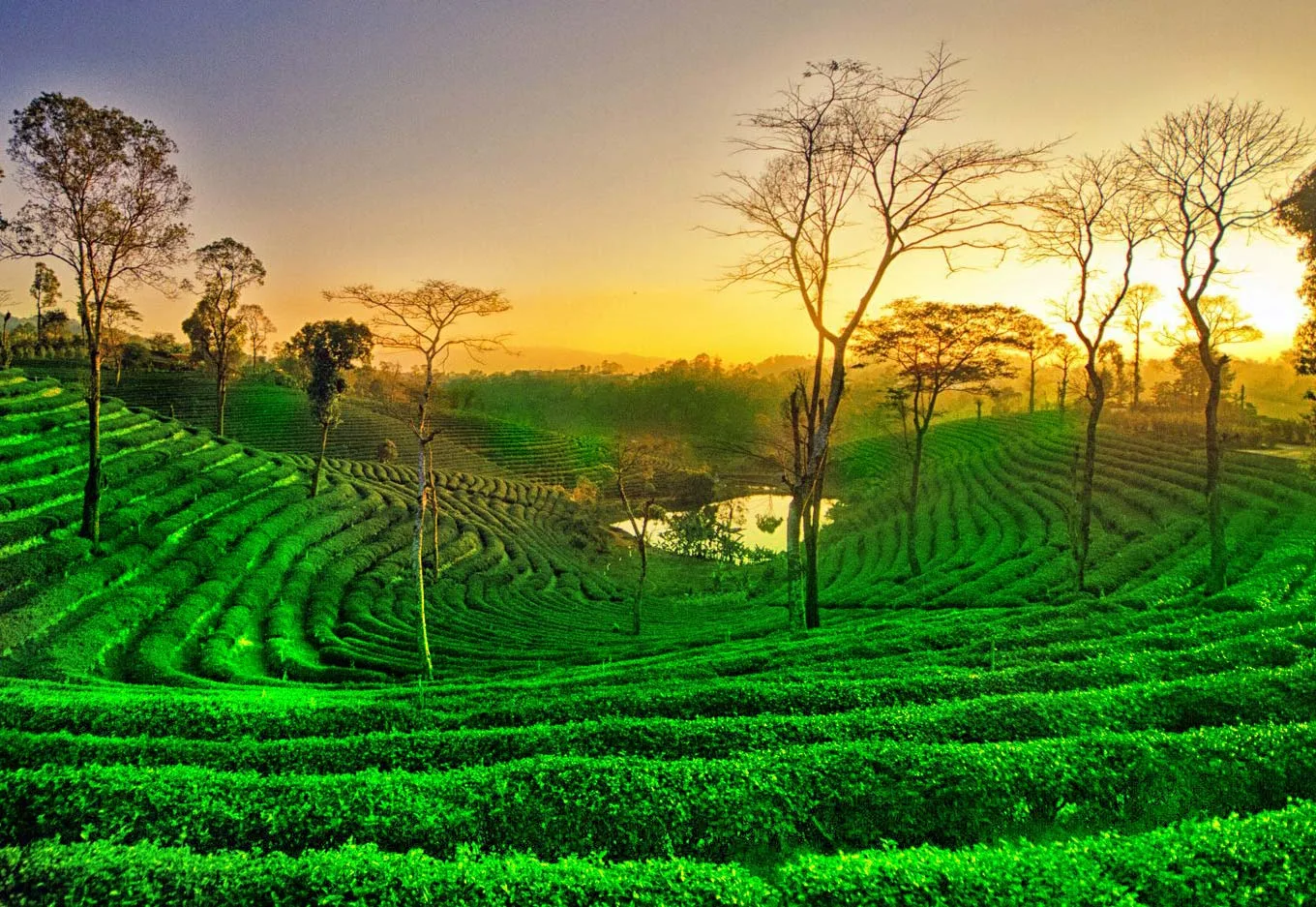 assam-tea-garden