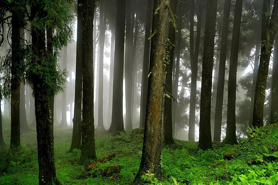 Forest in Neora Valley National Park