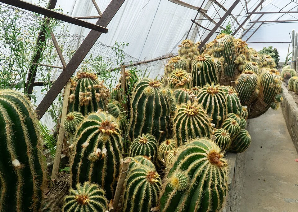 Cacti at Pine View Nursery